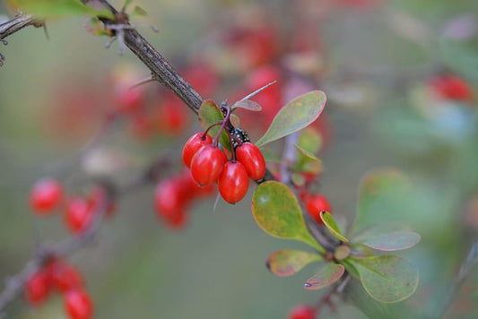 Understanding Berberine